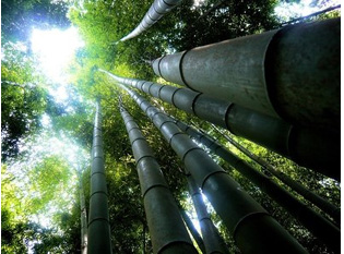 Bamboo, the fastest growing plant on the planet, and known as the 'miracle plant'